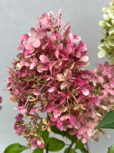 Hortensja bukietowa 'Pinkachu' wybarwiony kwiat